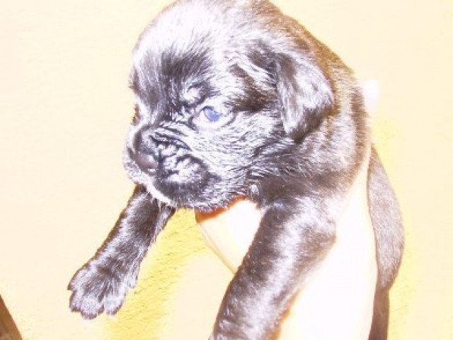 Boxerwelpen - Tiere - uttenweiler