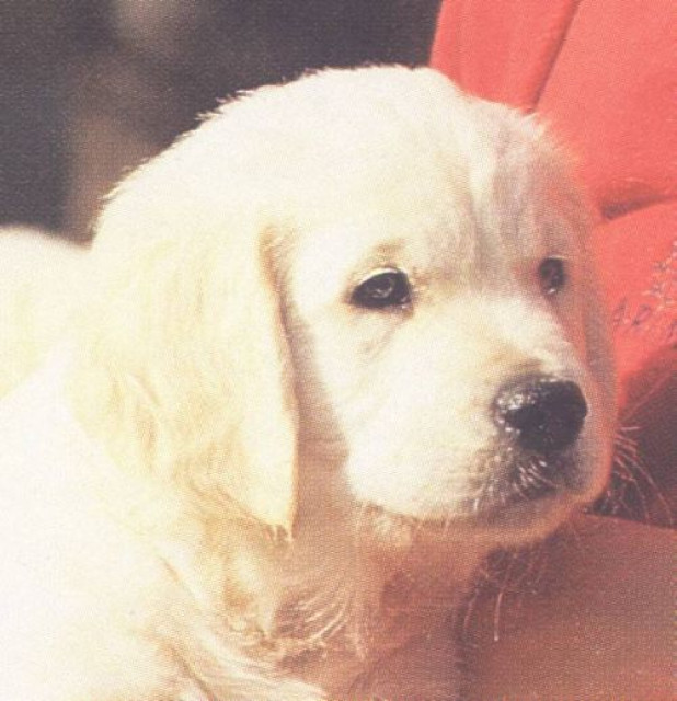 Golden Retriever Welpen - Tiere - Zwenkau OT Groß