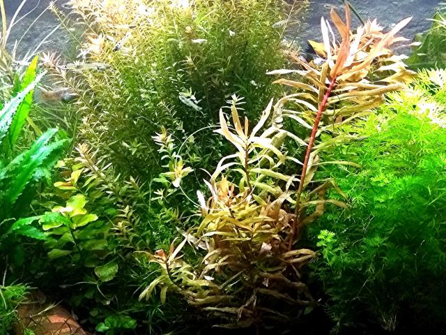 Cognacpflanze, Aquariumpflanzen (Versand/ Abholung) - Tiere - Mechernich