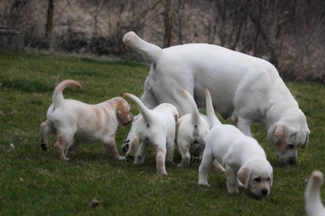  reinrassiger gelber labrador als familienbegleiter - Tiere - Stuttgart Zuffenhausen