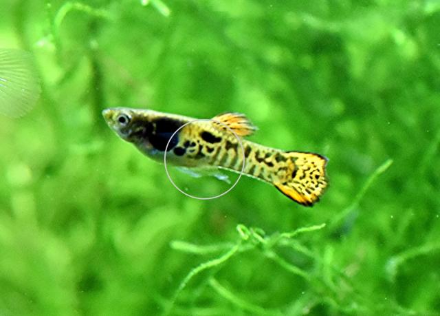 Tiger Endler, reinerbig, RARITÄT, Aktion (Versand/ Abholung) - Tiere - Mechernich