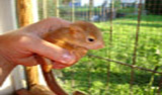 Eichhörnchen - Tiere - Hessen