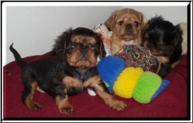King charles spaniel oder engl - Tiere - grünberg