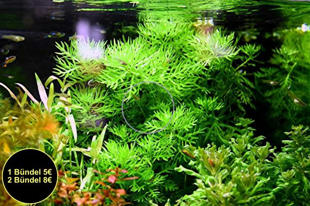 Wasserprimel, RARITÄT, Aquarienpflanzen,AKTION! (Versand/ Abholung) - Tiere - Mechernich