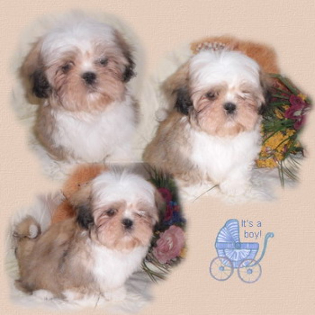 Shih Tzu - Tiere - feldatal