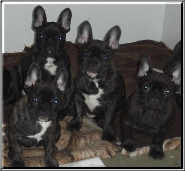 Französische Bulldoggen - Tiere - ulrichstein