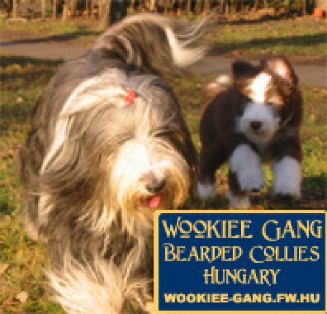 BEARDED COLLIE WELPEN - Tiere - Budapest