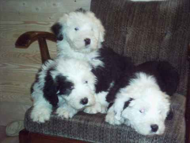 3 Bobtailrüden - Tiere - Ferdinandshof