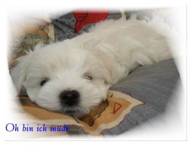 Malteser Welpen - Tiere - Recke