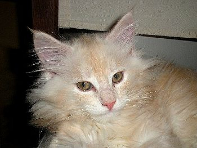 Maine Coon Kitten - Tiere - Bremen