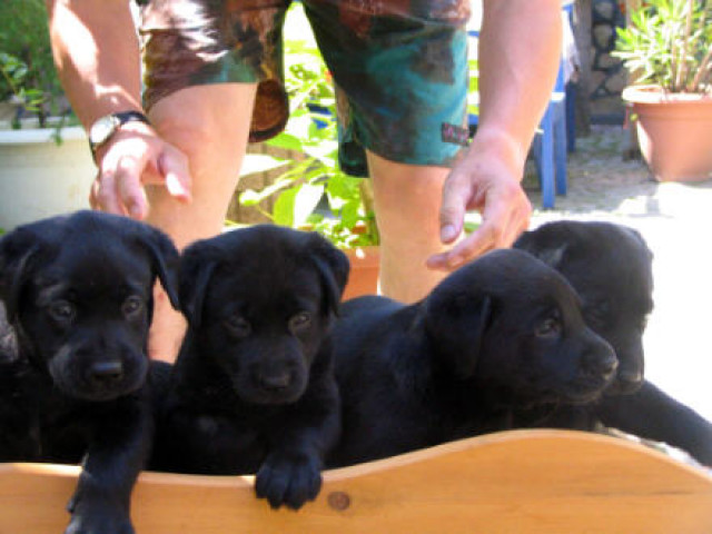 Labrador Welpen ! - Tiere - Lichtenau