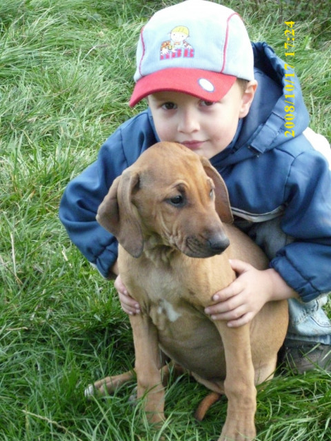 Rhodesian- Ridgeback Welpen - Tiere - Cattenstedt