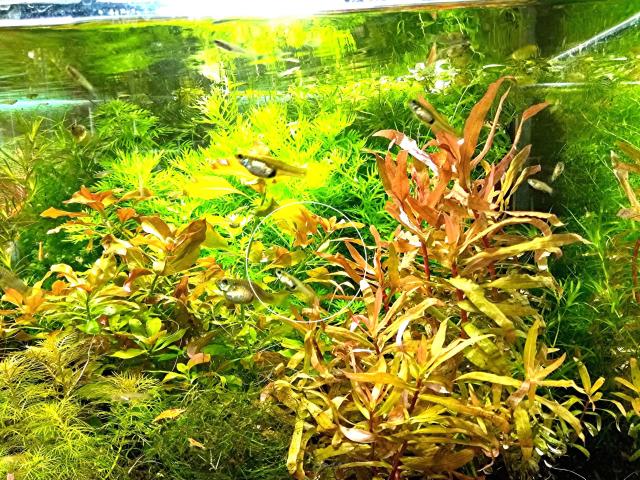 Cognacpflanze, Aquariumpflanzen (Versand/ Abholung) - Tiere - Mechernich