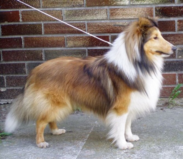 Sheltiewelpen - Tiere - Prag,Tschechien