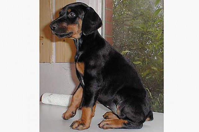 Dobermannwelpen Schwarz/Rot - Tiere - petershagen