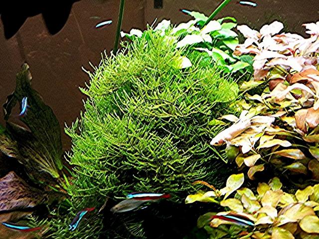 Javamoos, Aquariumpflanzen (Versand/ Abholung) - Tiere - Mechernich
