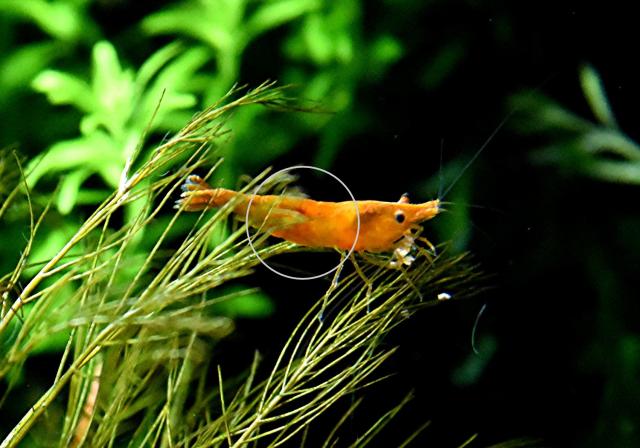 Orange Sakura Garnele, Zwerggarnele, reinerbig (Versand/ Abholung) - Tiere - Mechernich