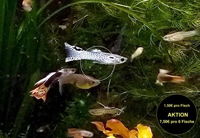 Guppy Mixe, AKTION!, 7,50€/ 6 Stck. (Versand/ Abholung) - Tiere - Mechernich