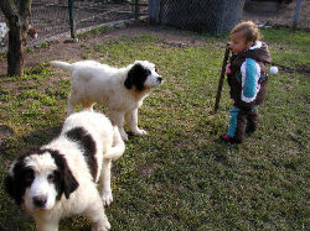 Landseer - Welpen - Tiere - Sünna