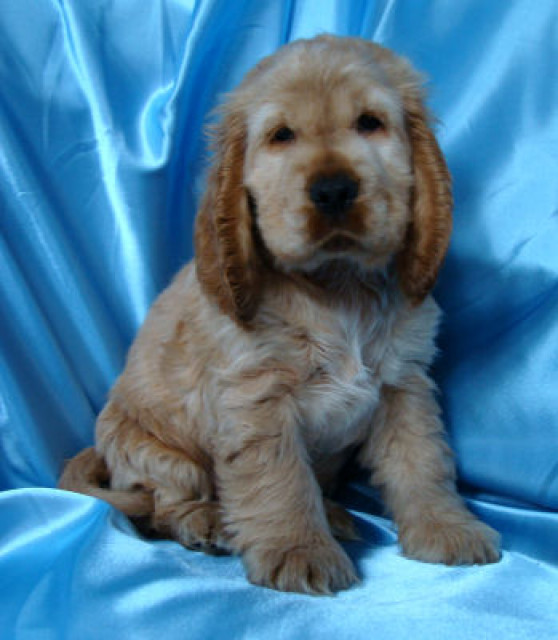 Cocker Spaniel Welpen aus lieb - Tiere - Nabburg