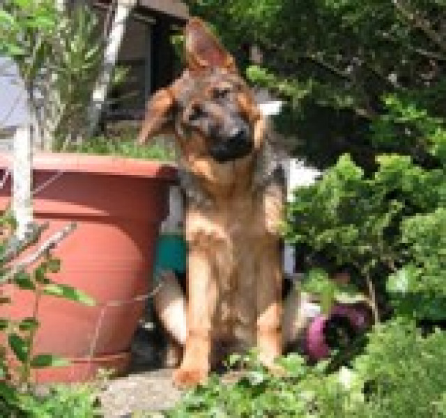 Schäferhund, weiblich - Tiere - Messel