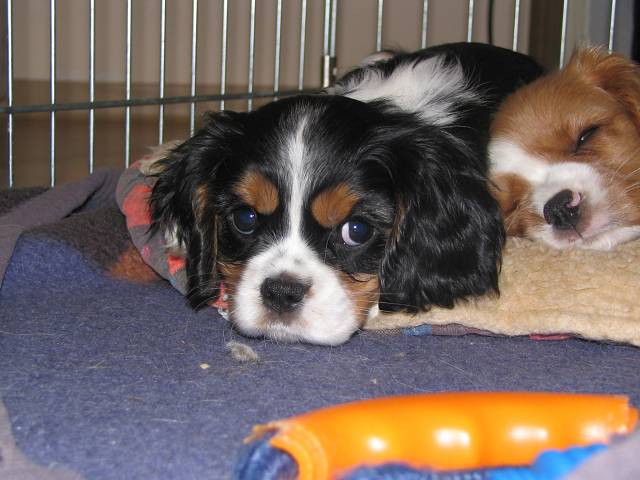 Cavalier King Charles Spaniel - Tiere - Wiesthal