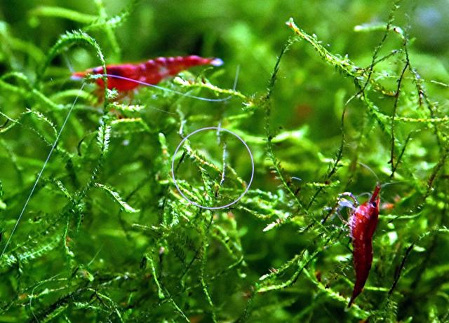 Red Fire Garnele, Zwerggarnele, reinerbig,  9€/ 10 Stck.  (Versand/ Abholung) - Tiere - Mechernich