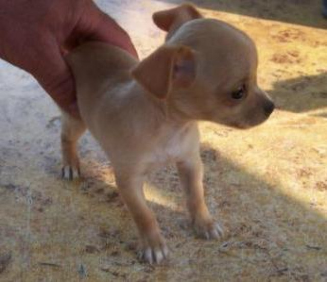 Süße Mini-Chihuahua Welpen - Tiere - Schönwald