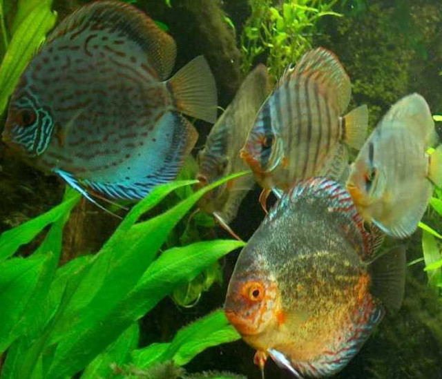 Top Wasserpflanzen und Fische - Tiere - Dresden