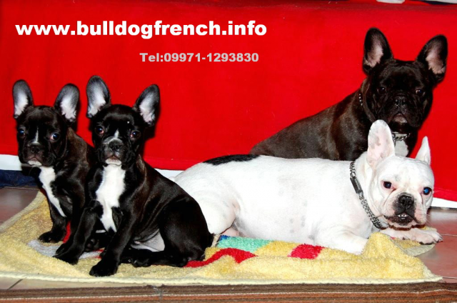 Französische Bulldogge - Tiere - Furth im Wald