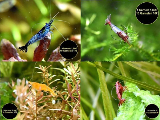 Zwerggarnelen, reinerbig, ab 0,90€ (Versand/ Abholung) - Tiere - Mechernich