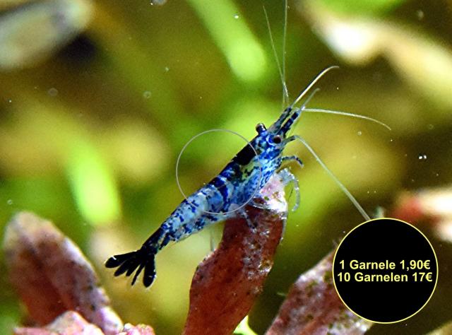 Carbon Rili Blue, Zwerggarnele, reinerbig (Versand/ Abholung) - Tiere - Mechernich