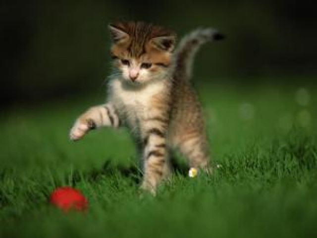 Katzensitter in Bonn - Tiere - Bonn