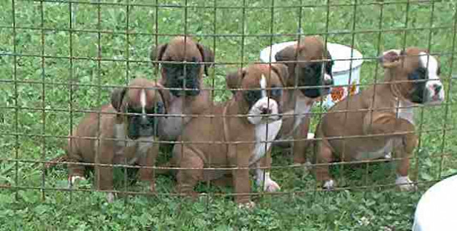 Boxerwelpen gelb und gestromt - Tiere - Winzer