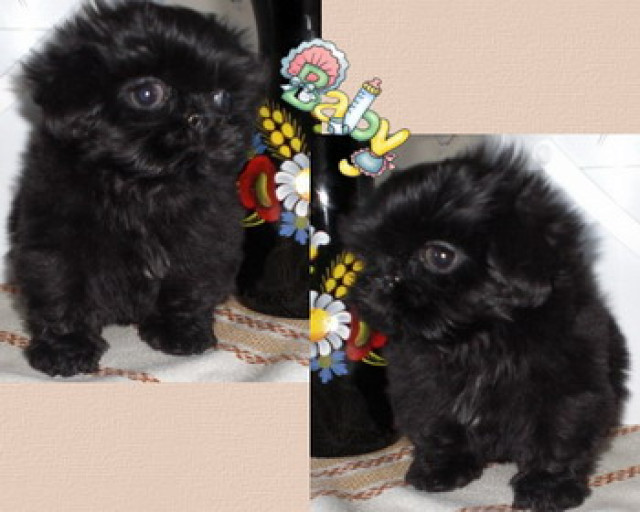 Shih Tzu - Tiere - feldatal