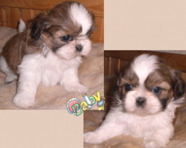 Shih Tzu - Tiere - feldatal