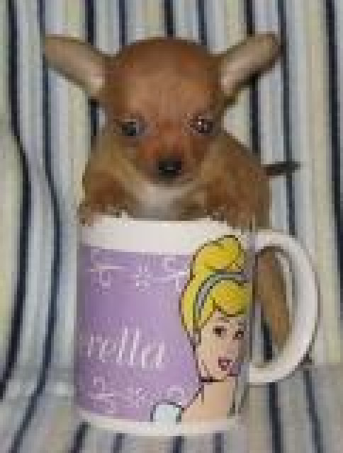 Mini-Chihuahua Welpen - Tiere - Schönwald