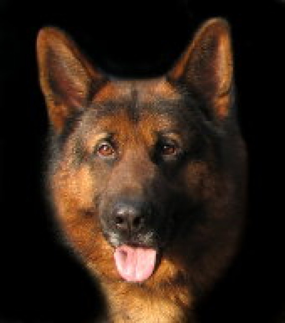 Schäferhundwelpen mit Papieren - Tiere - Monstab
