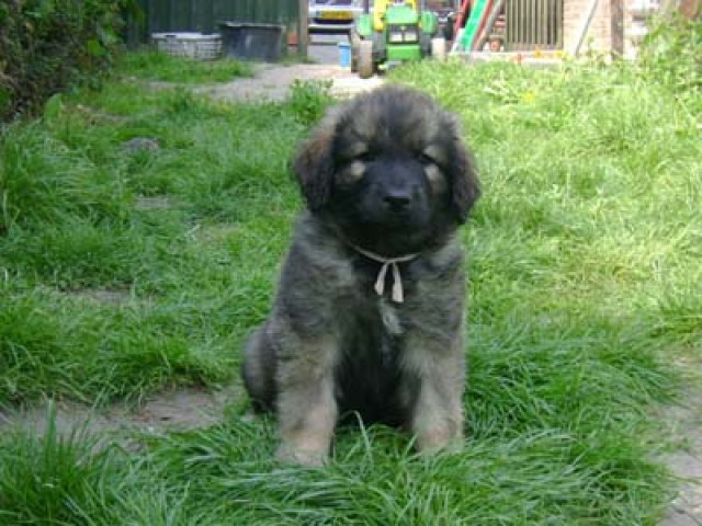 Leonberger welpen - Tiere - montfort