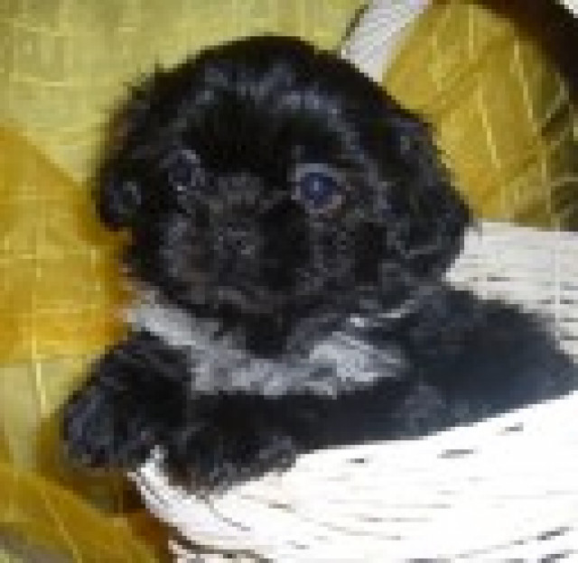 Shih Tzu Welpen - Tiere - Hardebek