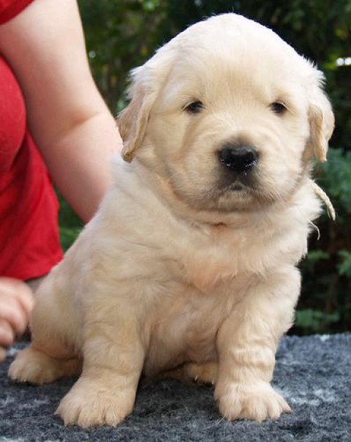 Golden Retriever Welpen - Tiere - Altertheim