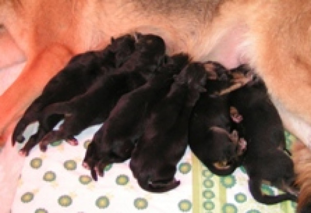 Schäferhundwelpen - Tiere - Groß-Gerau