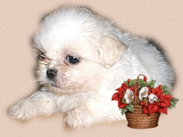 Shih tzu---shih tzu---shihtzu - Tiere - feldatal