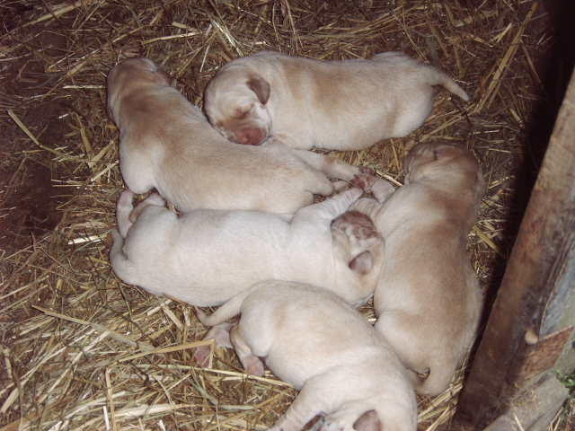 Verk. schöne Labrador-Welpen - Tiere - Seehausen