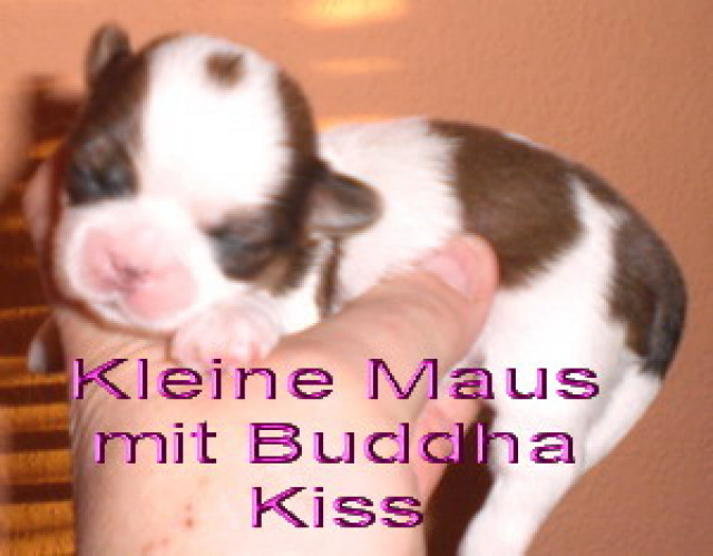 Shih Tzu - Tiere - feldatal