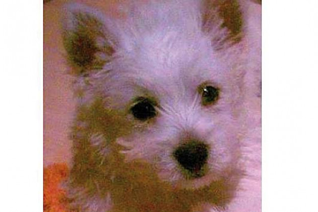 Süße West Highland Terrier ! - Tiere - Karlsruhe