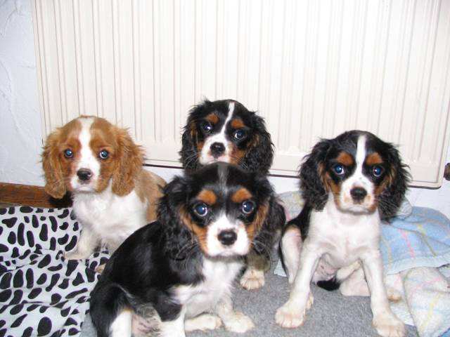 Cavalier King Charles Spaniel - Tiere - Wiesthal