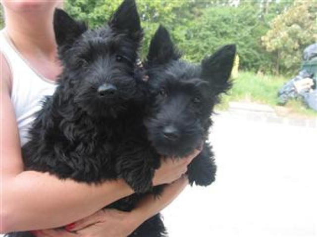 ScottishTerrier - Tiere - Bruck/Leitha