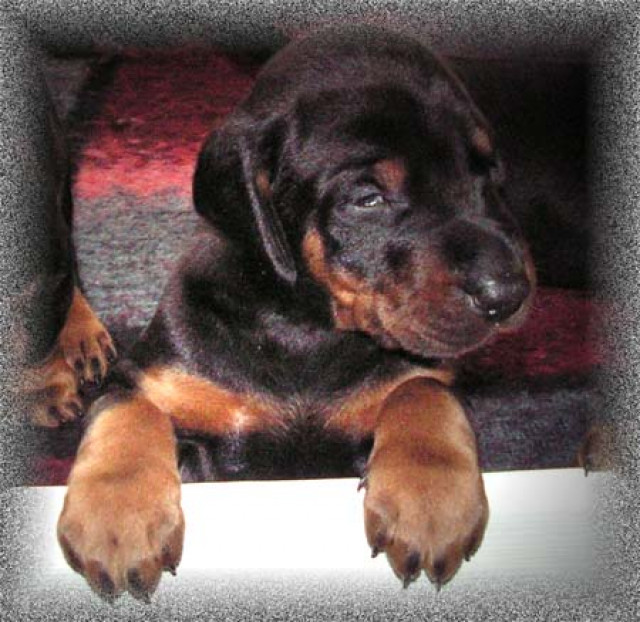 Dobermannwelpen Schwarz/Rot - Tiere - Petershagen