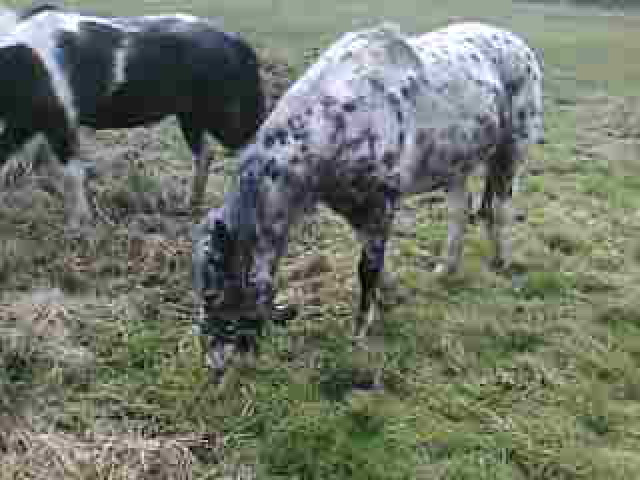 Tiegerschecke/braun - Tiere - Westerrade